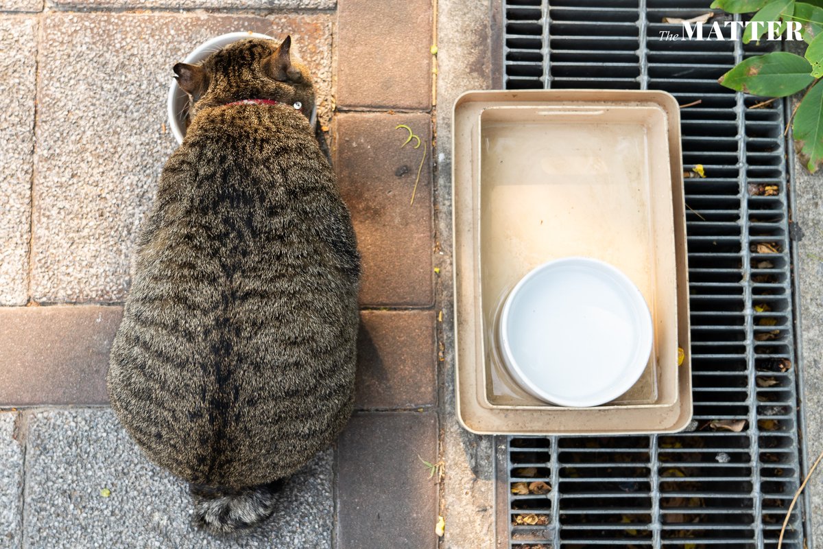 The MATTER tweet media