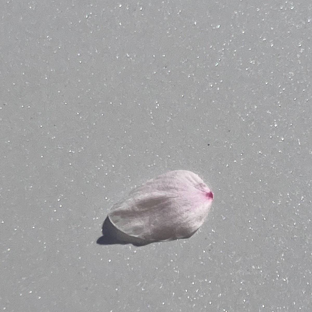 コリドラスろどりー tweet media