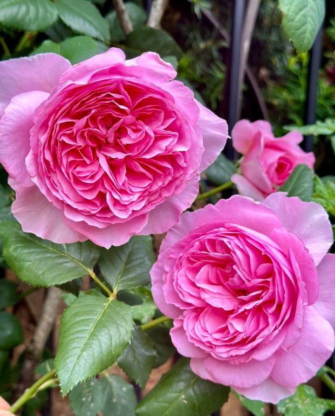 mzu2013's tweet image. We’ve all needed this strength to carry us through at times. Kindness… is the radiant expression of love that connects all beings.

Happy Wednesday 😘🌸🦋🍀

#WednesdayMotivation