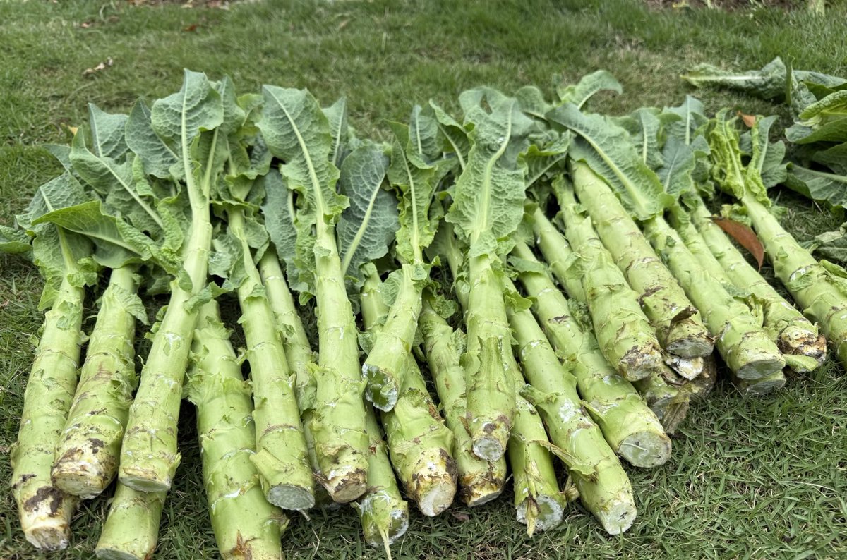 张老师 tweet media