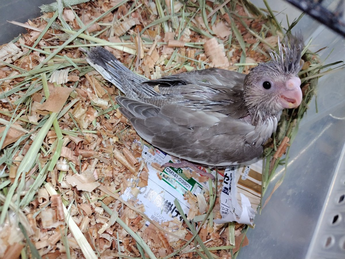 Ｊ・アシスト tweet media