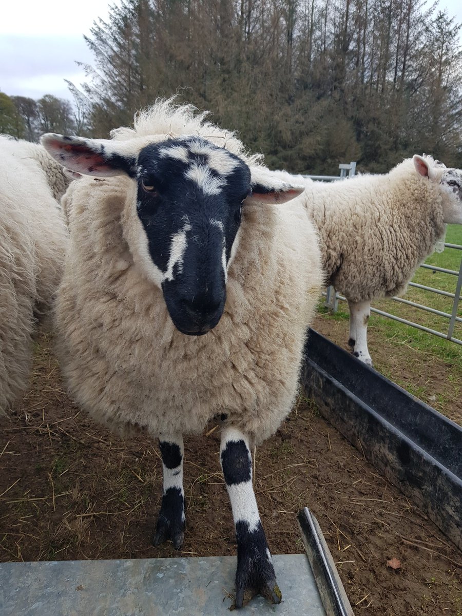 Irene Mackay#The Vegan Shepherdess tweet media