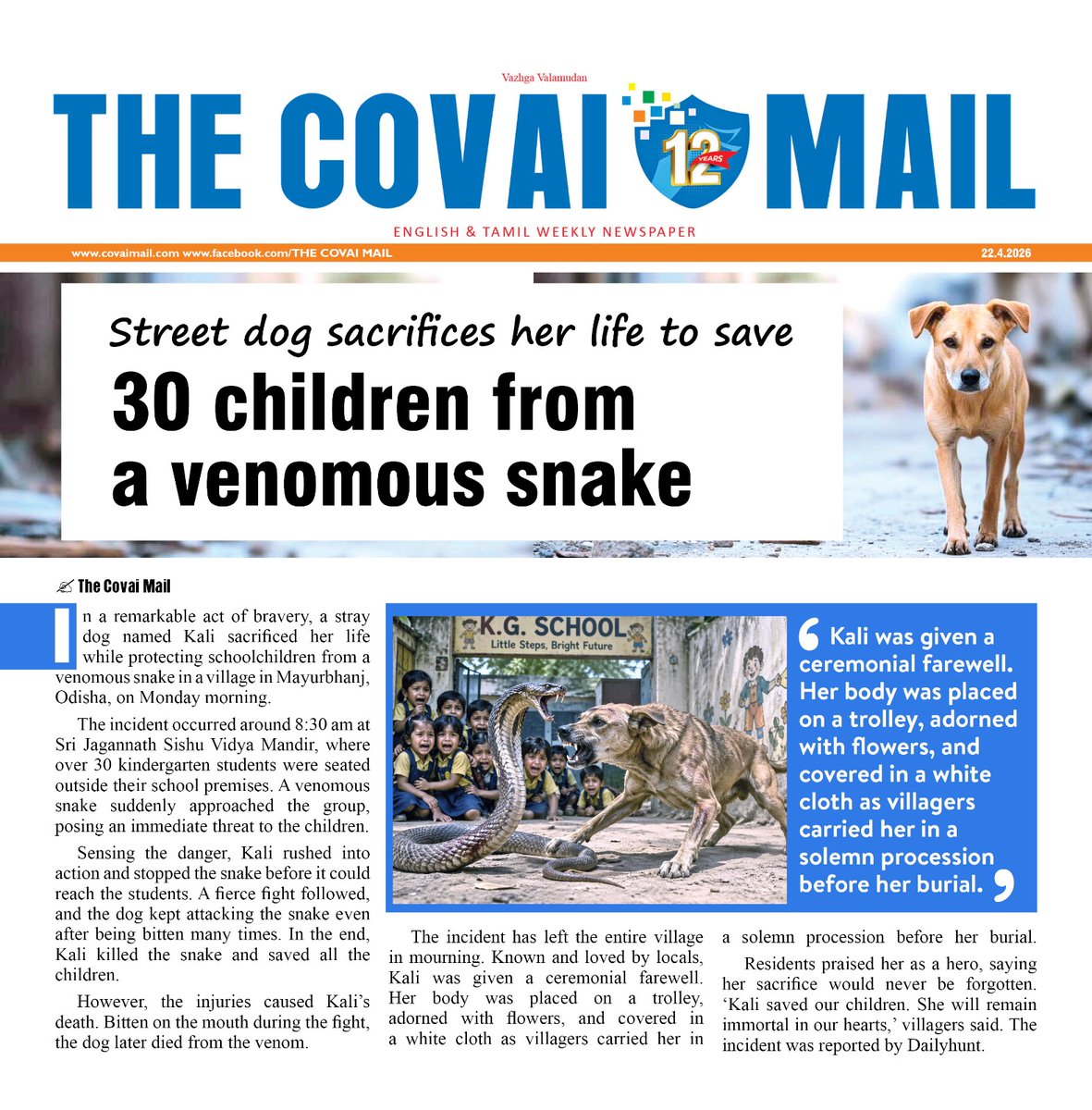 CovaiMail's tweet image. Street dog sacrifices her life to save 30 children from a venomous snake in Odisha. 

News link: covaimail.com/street-dog-sac…

#thecovaimail #Kali #StrayDog #kindergartenstudents #Odisha #schoolchildren #venomoussnake