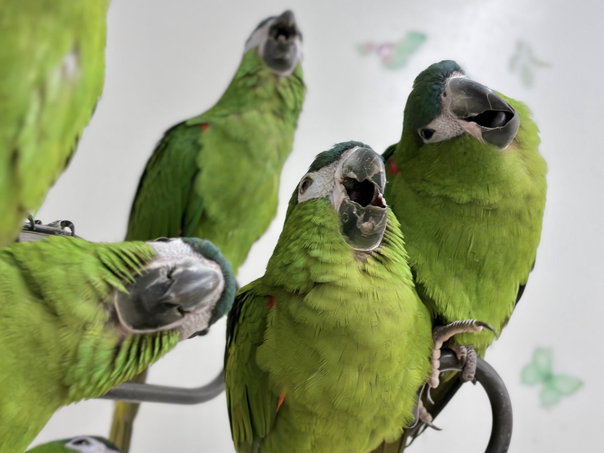 鳥のいるカフェ千駄木店 tweet media