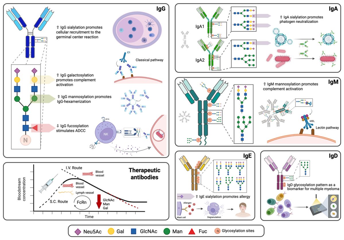 Antibodies_MDPI's tweet image. Glad to share this paper @MediPharma_MDPI 
 
"N-Glycosylation of #Antibodies: Biological Effects During #Infections  and #Therapeutic Applications" 
 
mdpi.com/2073-4468/14/4…