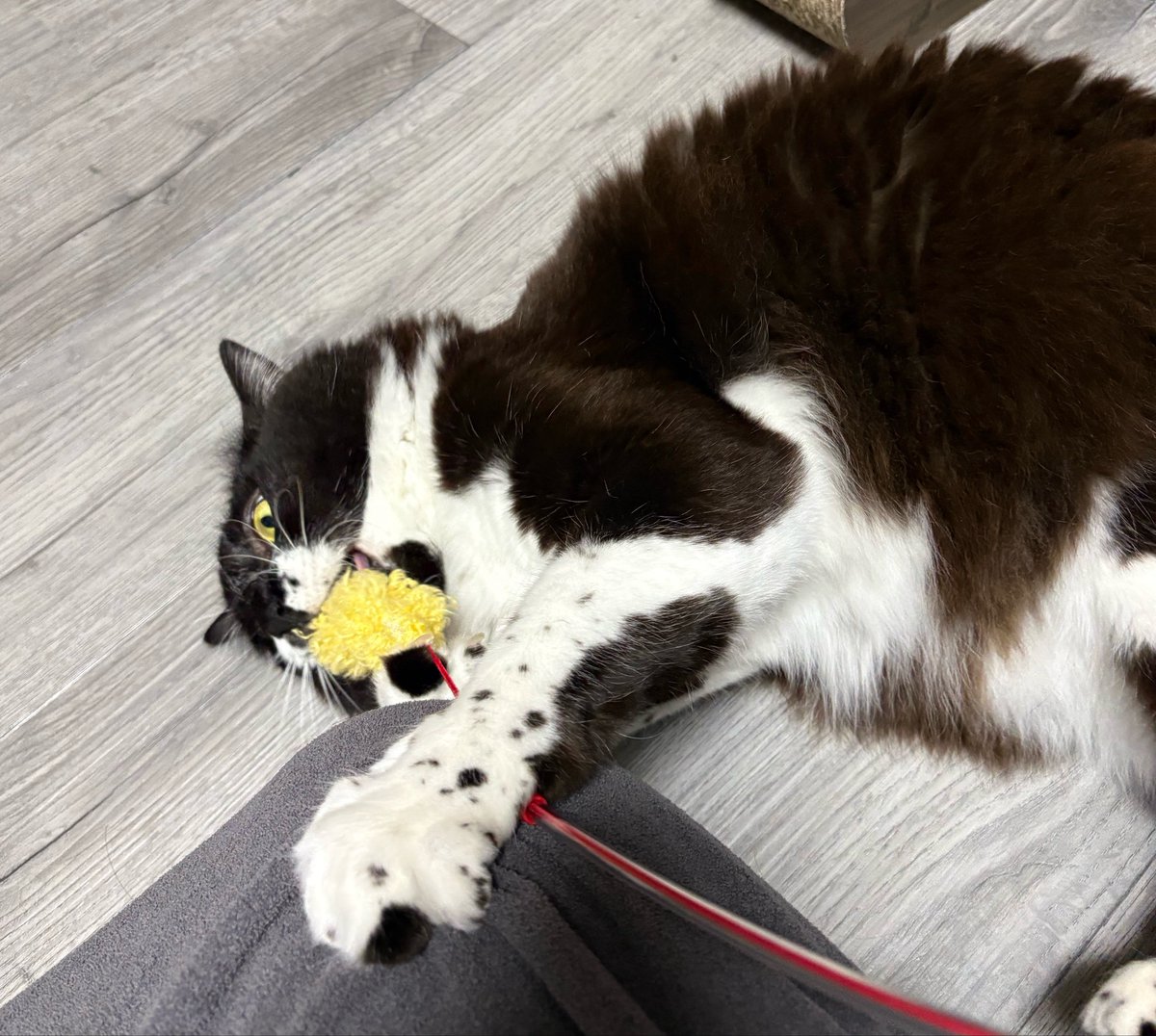 墨（ぼく）くん tweet media