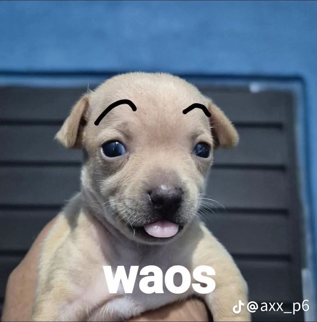 Misakirey tweet media