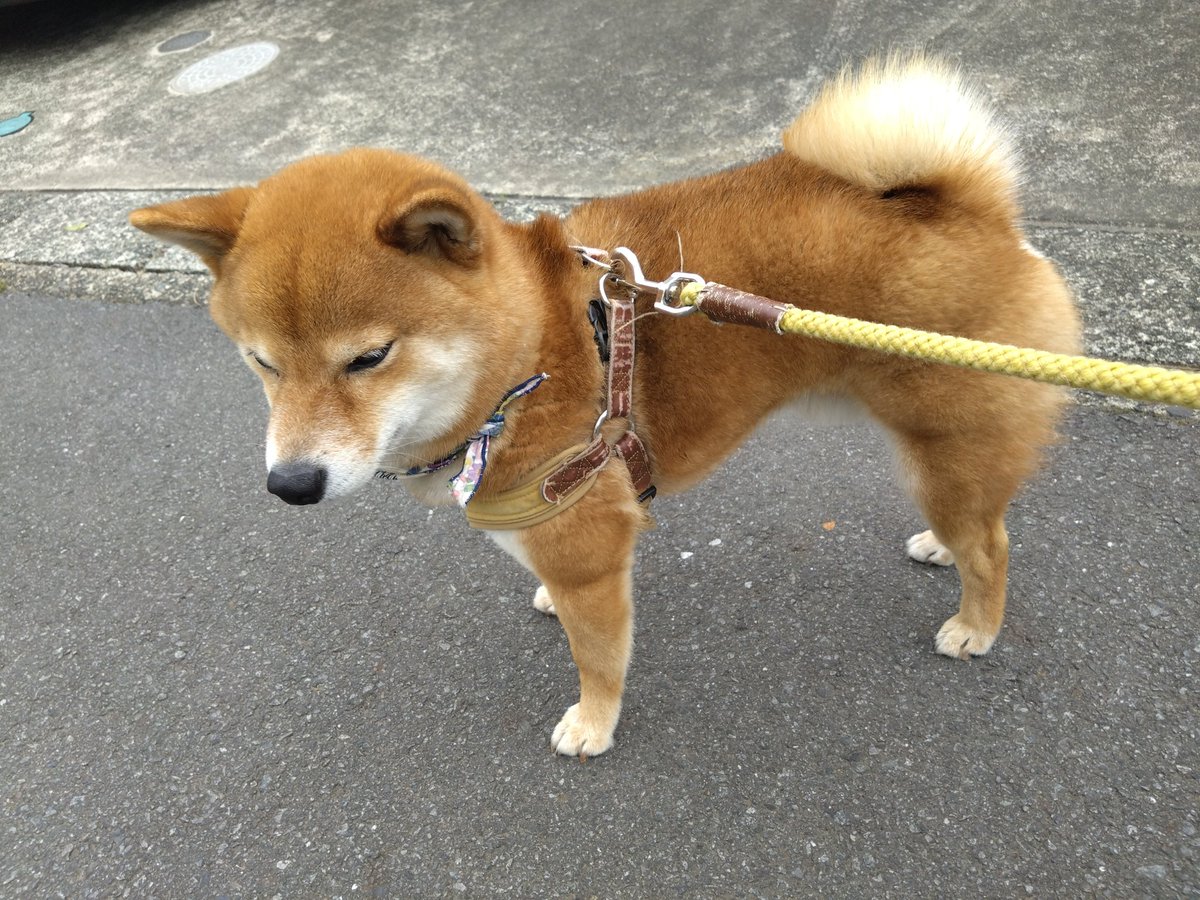 MCあんにゅ tweet media