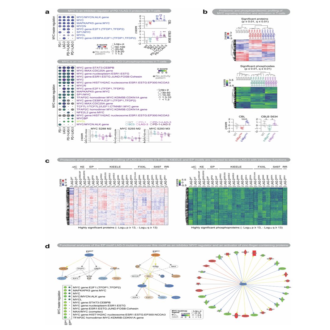 sigtrans_sttt's tweet photo. PD-1/LAG-3 signaling reprograms T-cells by inhibiting MYC, disrupting TCR signaling and driving #ImmuneDysfunction, highlighting a key mechanism underlying checkpoint-mediated #Immunosuppression. @UNavarra
#STTT #OpenAccess: https://t.co/n8DjyZDcgB https://t.co/I2nCpEtYAt