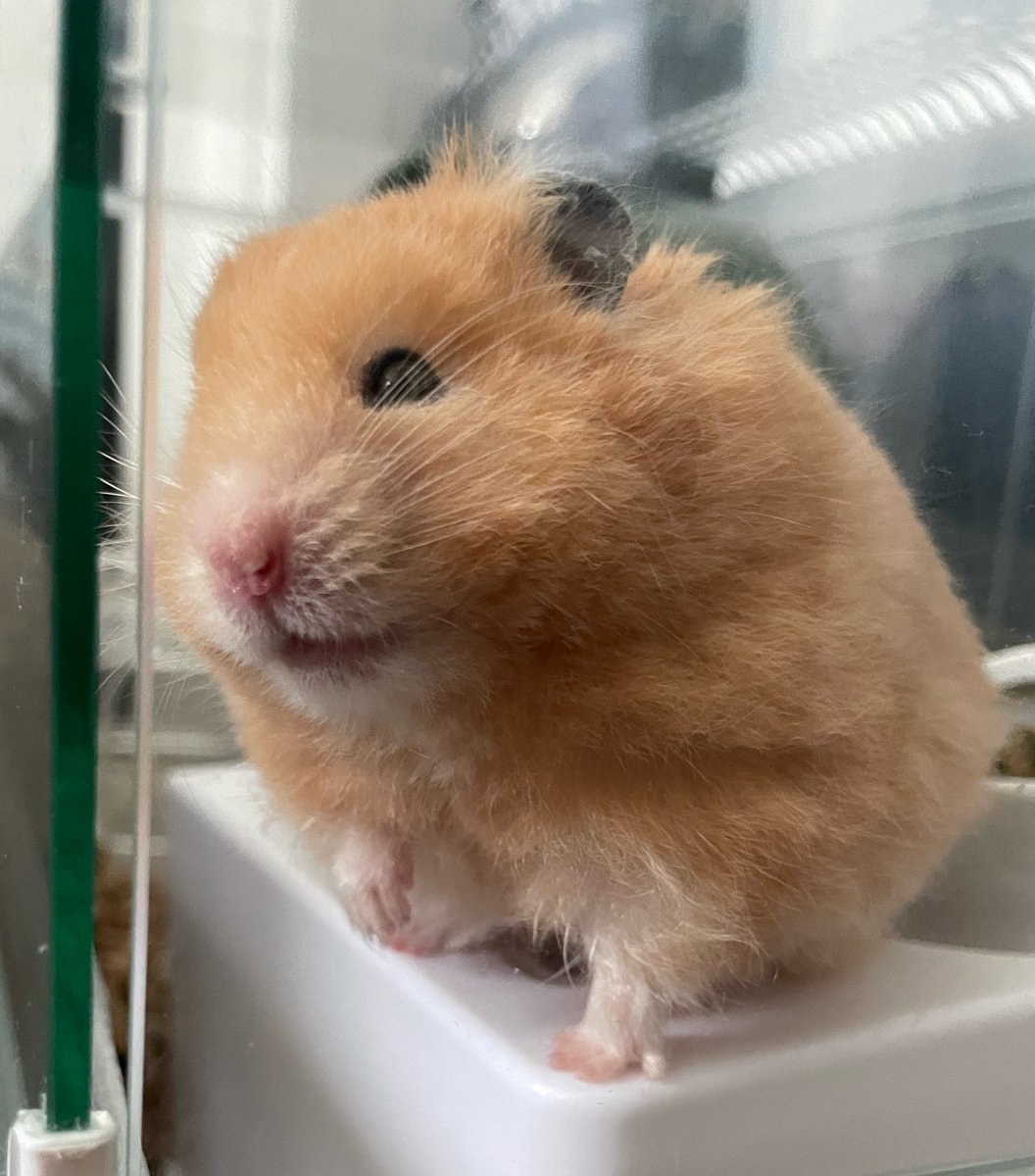 とりにくとなかまたち🐹 tweet media
