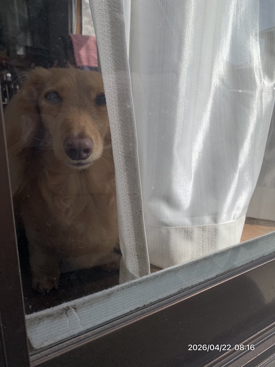 こむぎ🐶🌾 tweet media