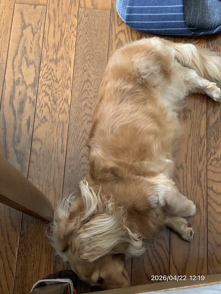 こむぎ🐶🌾 tweet media