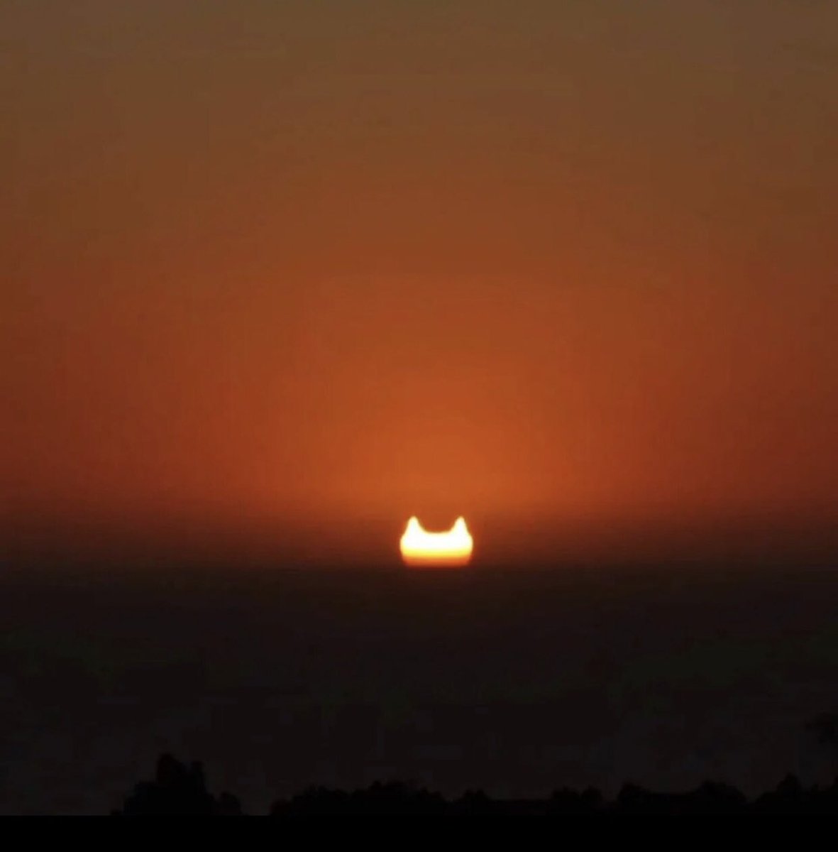 Cat is life ~猫は人生~ tweet media