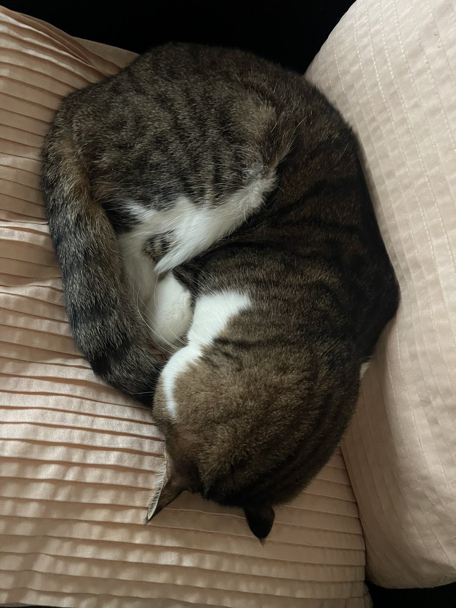 りん姉さんの「ごめん寝」
いつもの後頭部
#猫の後頭部