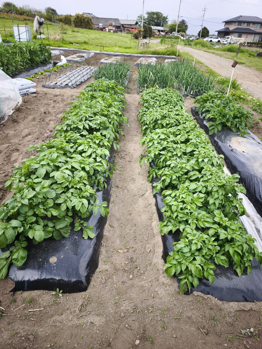 葬送のgozilla@やまちゃん tweet media