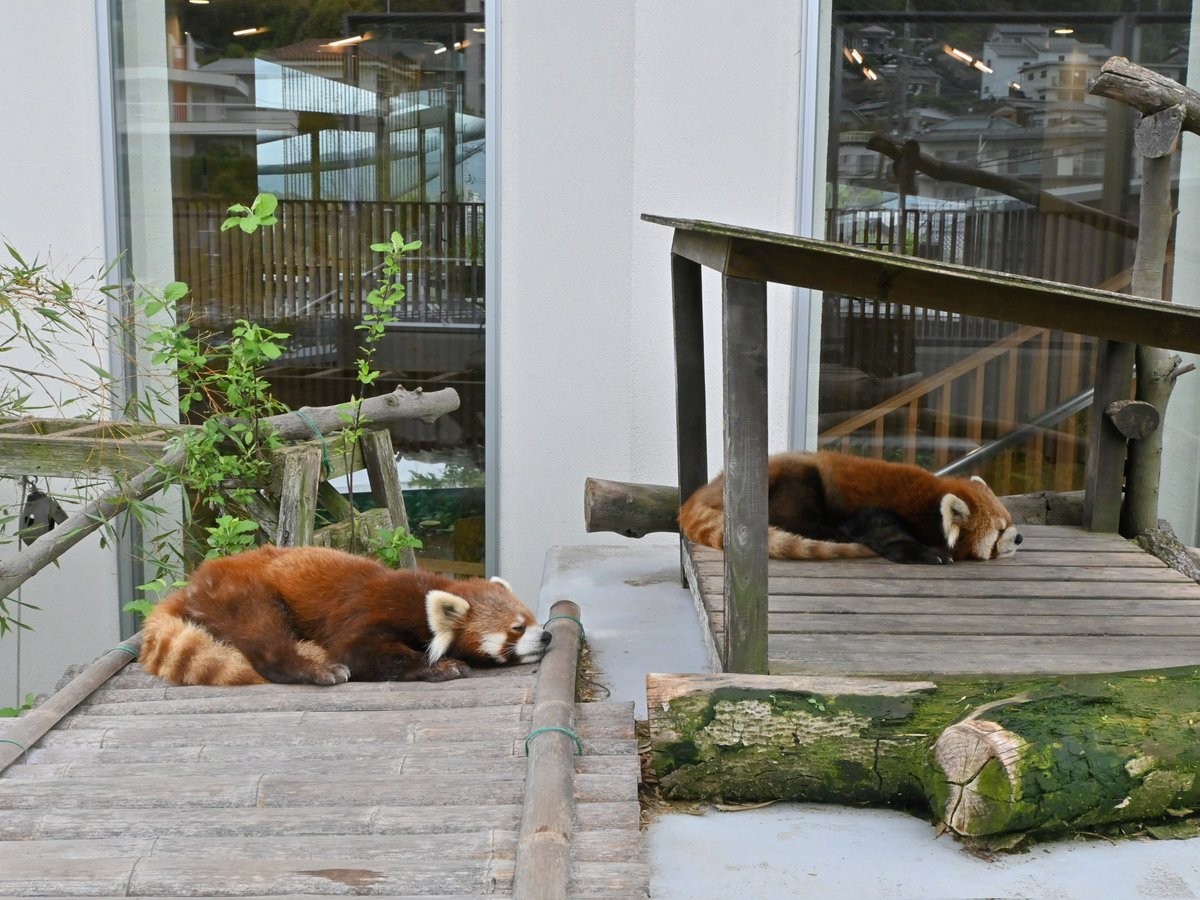 きっこ tweet media