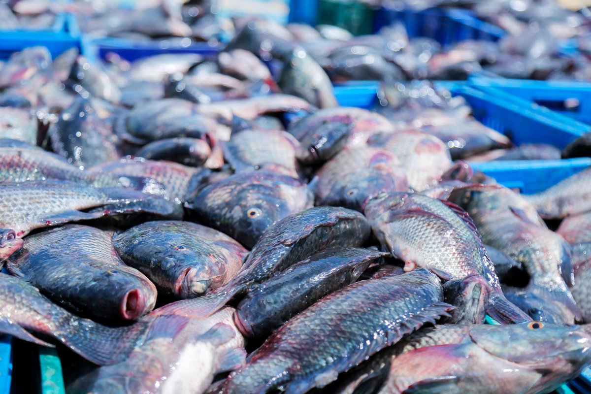 Rwanda Standards Board tweet media