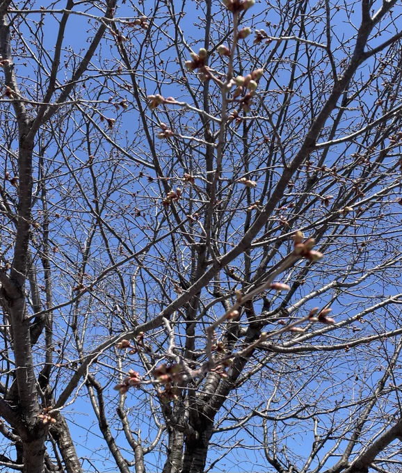 ← 先週の → 今日の 北の大地にやっと前線が到着 #桜前線