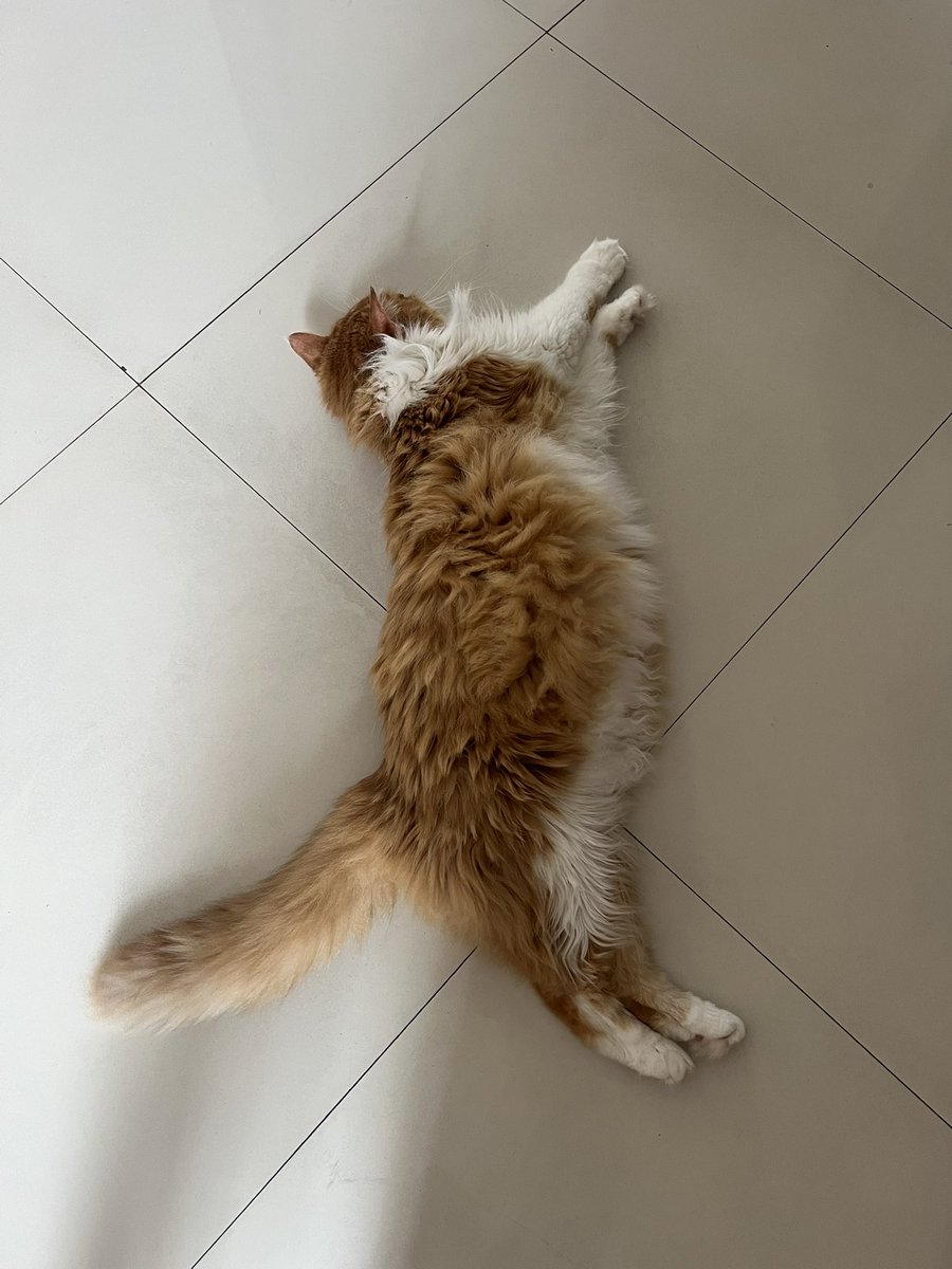 dedektofu's tweet photo. Pada deprok semuandi lantai🌞🌞🌞 https://t.co/7pZjBHnbob