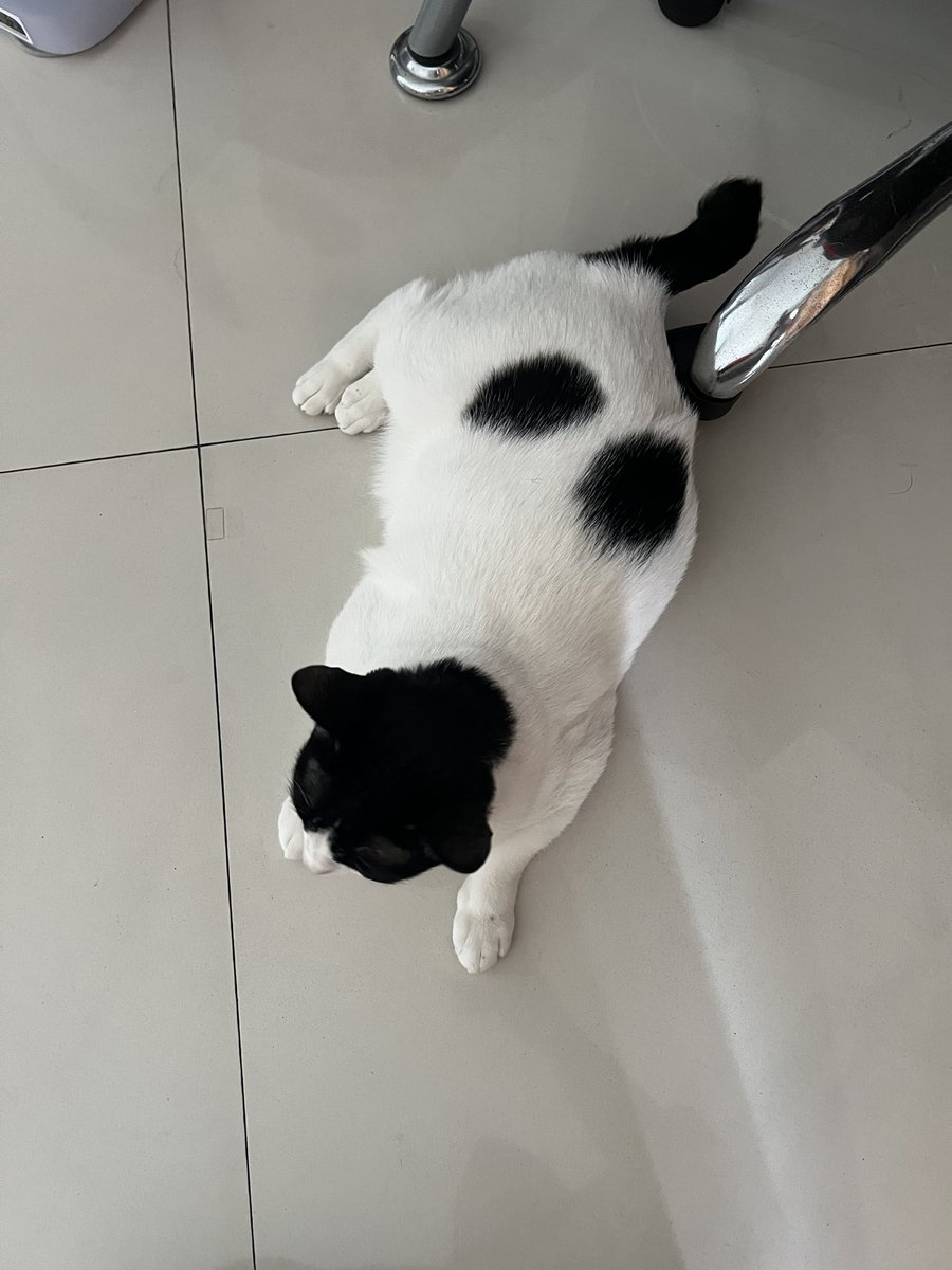 dedektofu's tweet photo. Pada deprok semuandi lantai🌞🌞🌞 https://t.co/7pZjBHnbob