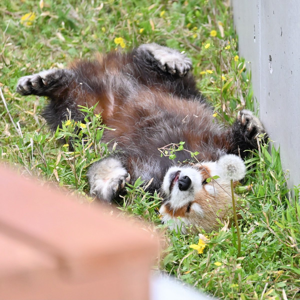 きっこ tweet media