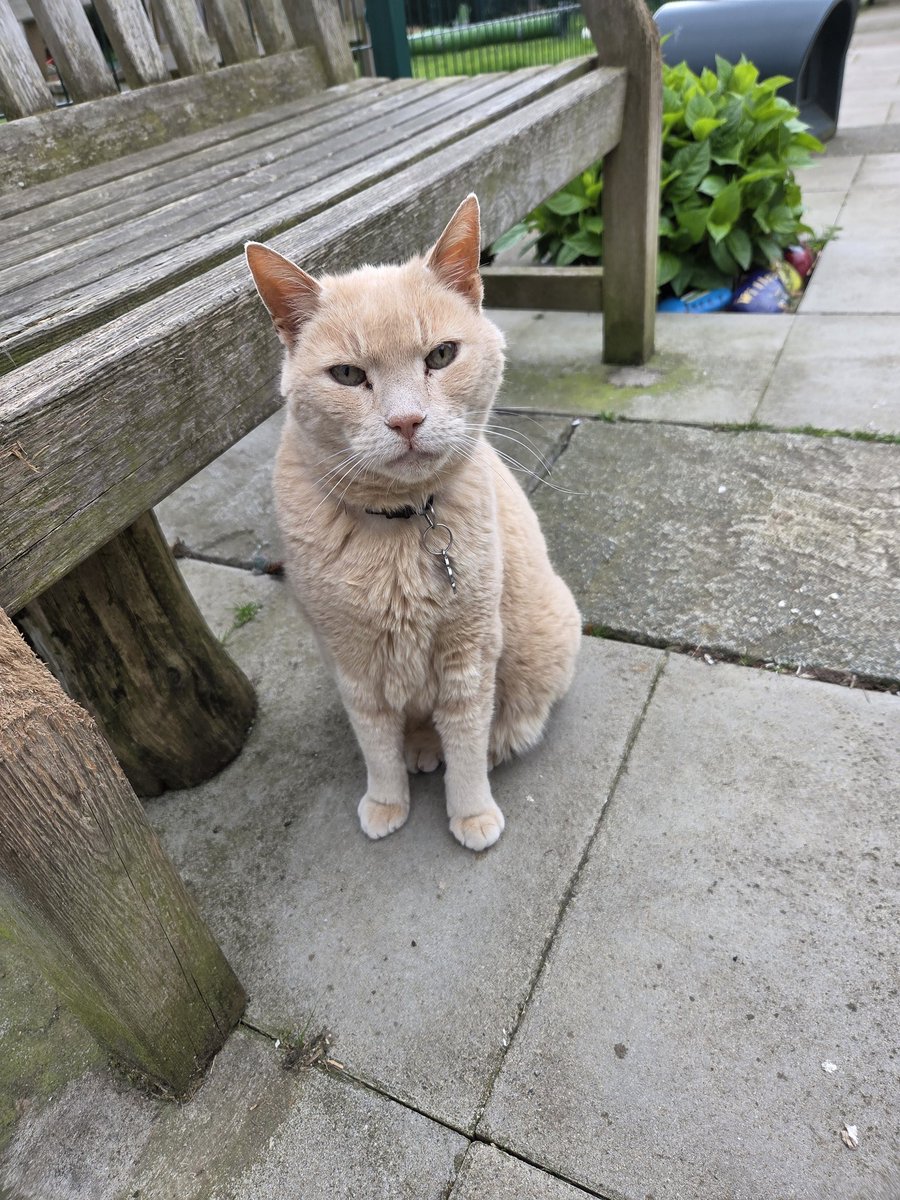 ShropsCatRescue's tweet image. #WednesdayWhiskers ~ Alistair posing to show of his whiskers &amp;amp; happy to do so which an enquiring look. Is he asking - have you some treats for me 😸🐾#inthecompanyofcats #villagelife #seniorcats #catrescue