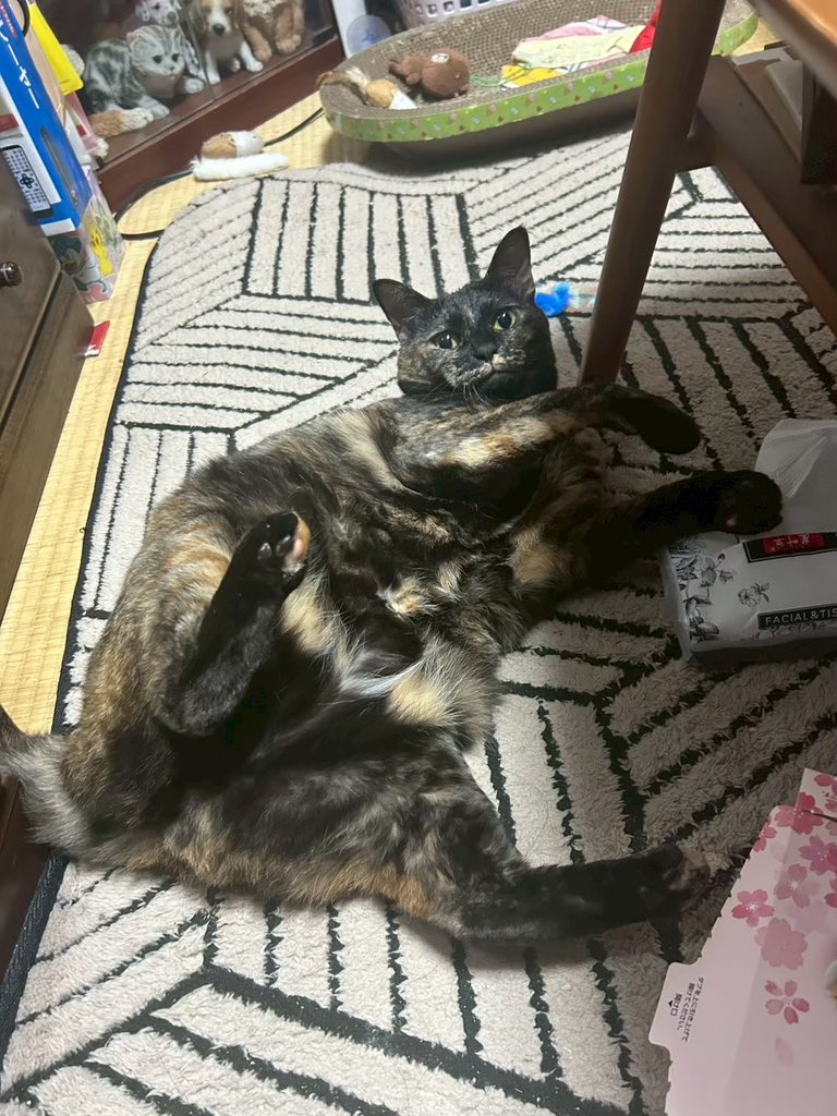 よまわり@猫を探しています tweet media