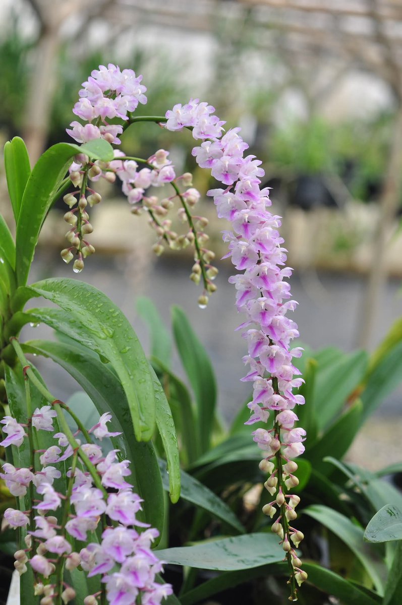 องค์การสวนพฤกษศาสตร์ tweet media