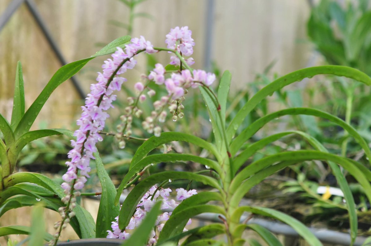 องค์การสวนพฤกษศาสตร์ tweet media