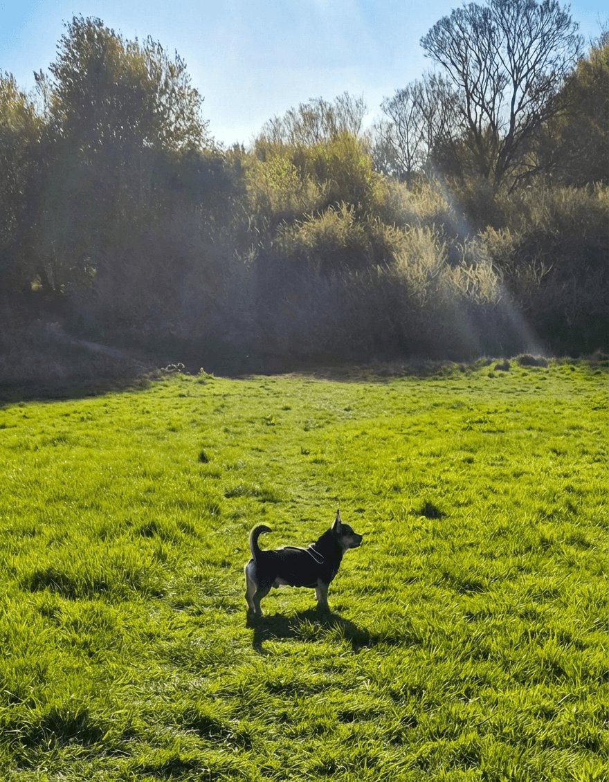 NickyMagoo's tweet photo. Hunter in the fields best picture I have of him all the rest he's asleep lol https://t.co/vKghm0X321