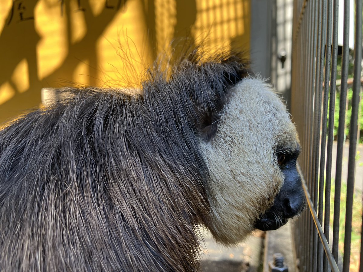 j_monkeycentre's tweet photo. 【今日のモップくん⭐︎不定期便】
#モップくん の横顔。
モッサリしてると思っていた場所の毛がボリューム少なめという事実。(阿野)

#シロガオサキ https://t.co/nKMZR20Cff