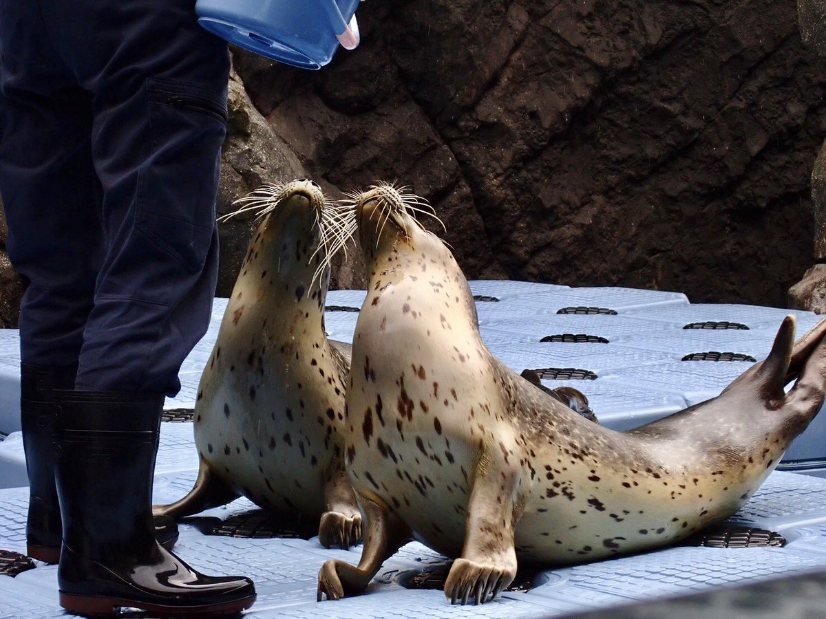 上越市立水族博物館 うみがたり tweet media