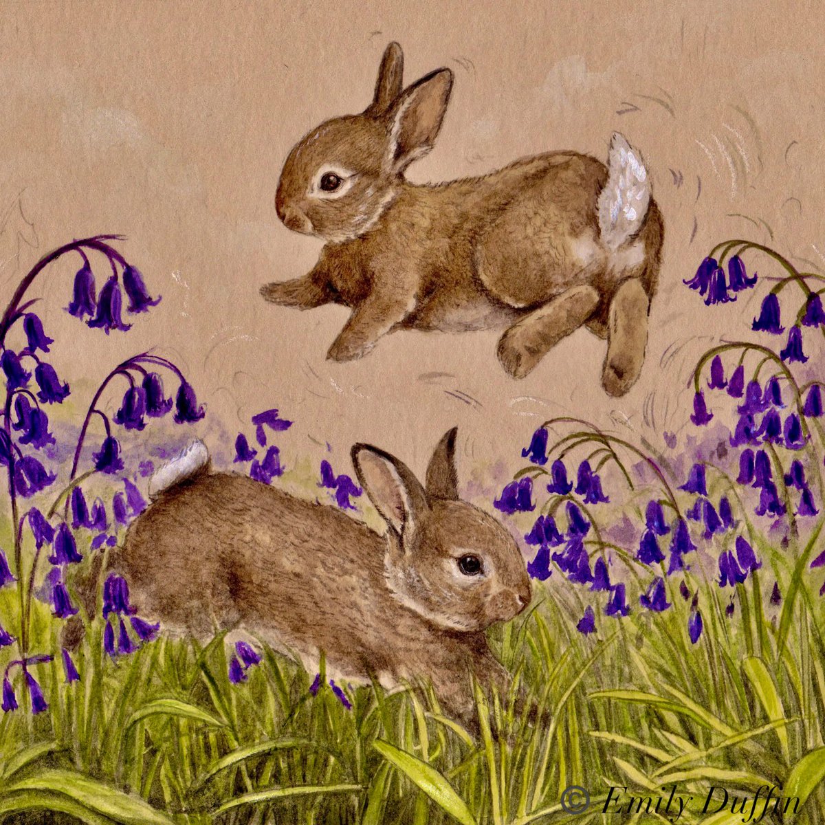 frome_maude's tweet image. Cotton tails in the English bluebells, for #Shakespeare’s birthday &amp;amp; #StGeorgesDay on 23rd April. 

#Illustration by Emily Duffin 
#BookologyThursday #BookChatWeekly