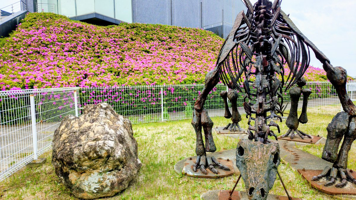 sekitankan's tweet photo. 【MPLC石炭館つつじ開花情報（4月22日現在）】
つつじは、いま、南側と歩道側が満開を過ぎたようです。
北側が7分咲き。
西側（帝京大学側）は6分咲きほどです。 https://t.co/gJZtqUIHh5