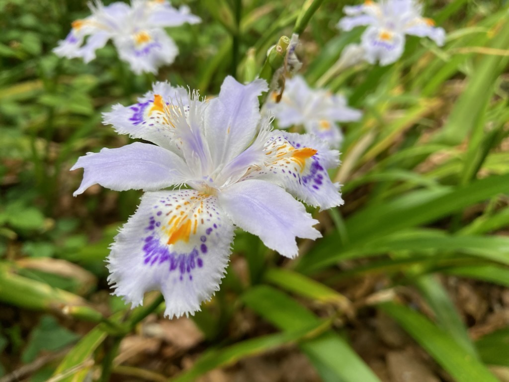 アヤメに似た白い花を咲かせるシャガ。青色の斑点がいくつも入り、中心