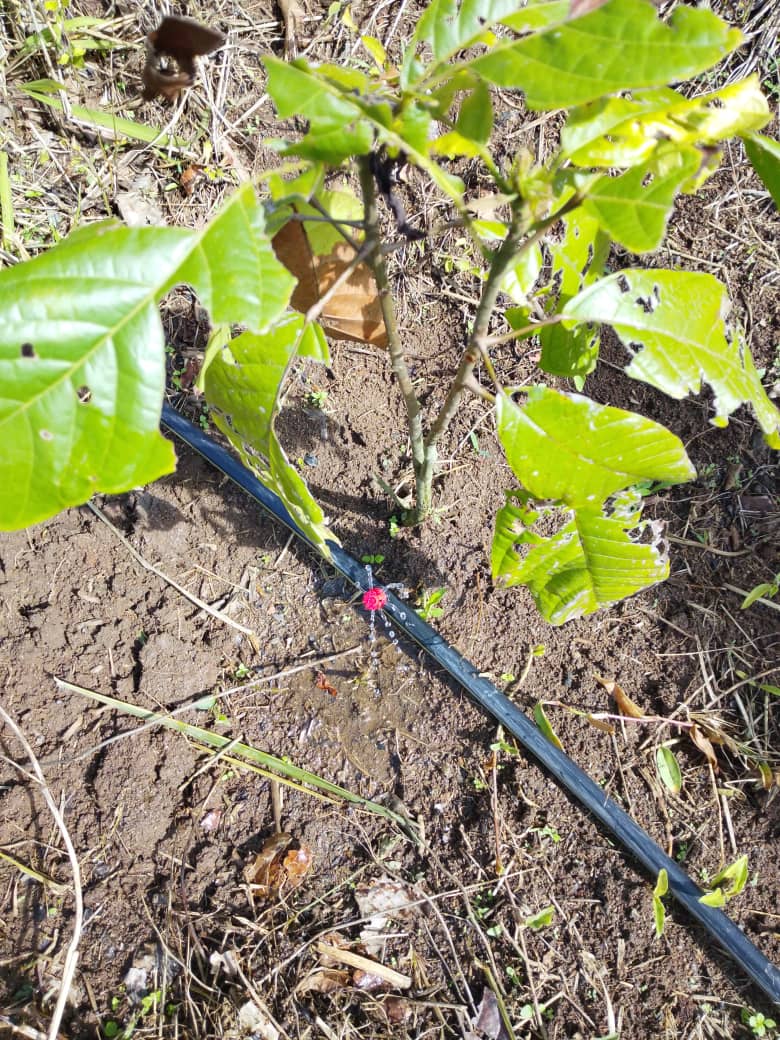 sprinktech's tweet photo. Successful installation in Kijumba, Mubende District.

A 15-acre drip irrigation system for a cocoa plantation is now fully operational, powered by an 11KW solar system delivering at least 20 m³/hr at 60m head. The system ensures precise irrigation with adjustable emitters supplying up to 8 l/h per crop, plus a 500-liter fertigation unit for efficient nutrient application.

Clean energy. Reliable water. Increased productivity. 
#Sprinktech #SolarIrrigation #CocoaFarming #Agriculture #Sustainability