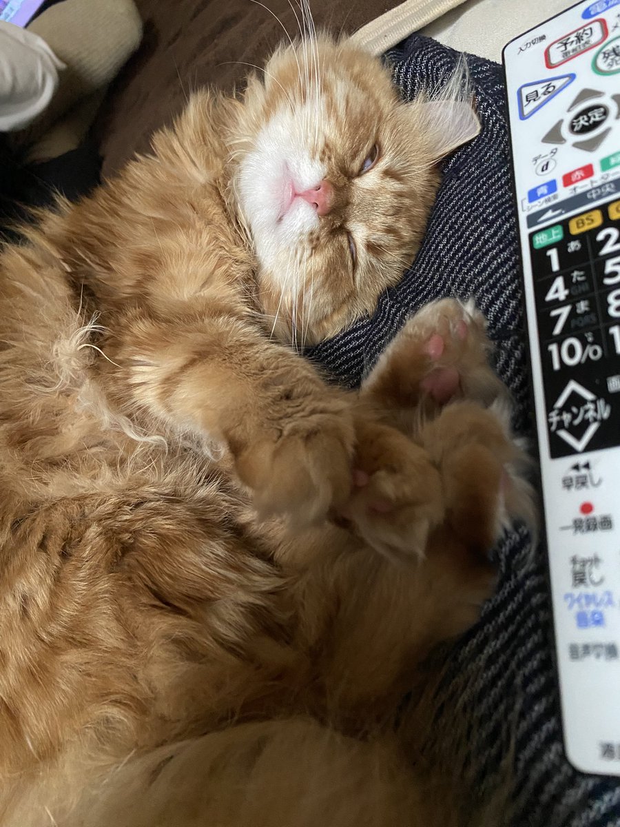 うぇざタル tweet media