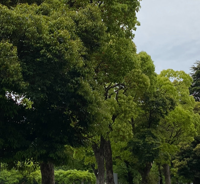 🍃🐤ヒヨコ豆🐤🍃避難用 tweet media