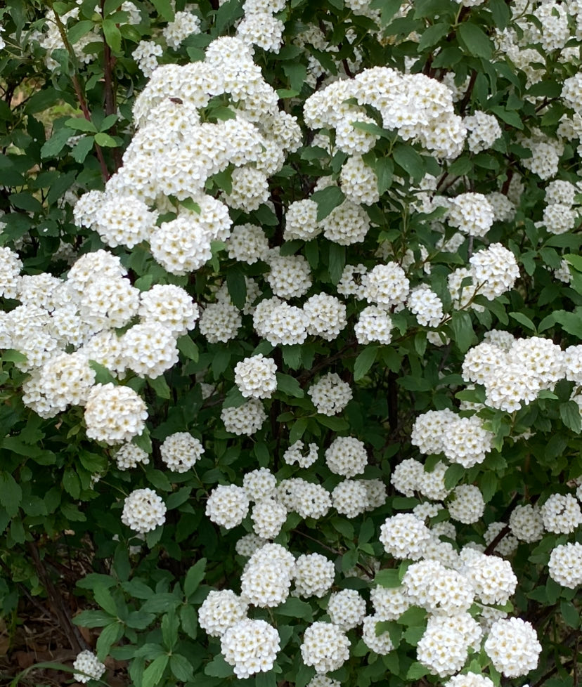 🍃🐤ヒヨコ豆🐤🍃避難用 tweet media