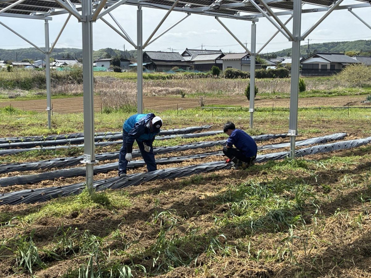 GRASS ROOTS FARM tweet media