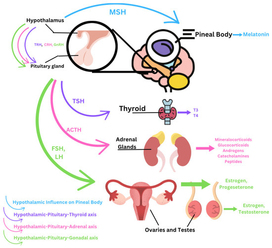 IJMS_MDPI's tweet image. 💡Check out our interesting article related to the Hot Topics "#Microplastics"

📕Micro- and Nanoplastics as Disruptors of the #Endocrine System—A Review of the Threats and Consequences Associated with #Plastic #Exposure

🧑‍🔬by Hanna J. Tyc, et al

🔗mdpi.com/1422-0067/26/1…