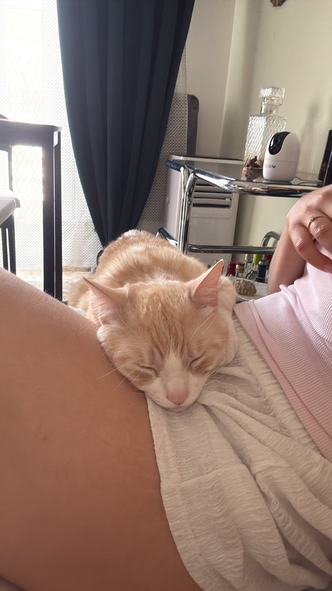 verovero1901's tweet photo. La vida es mejor cuando estás rodeado de gatitos https://t.co/4ONW4S2YY4