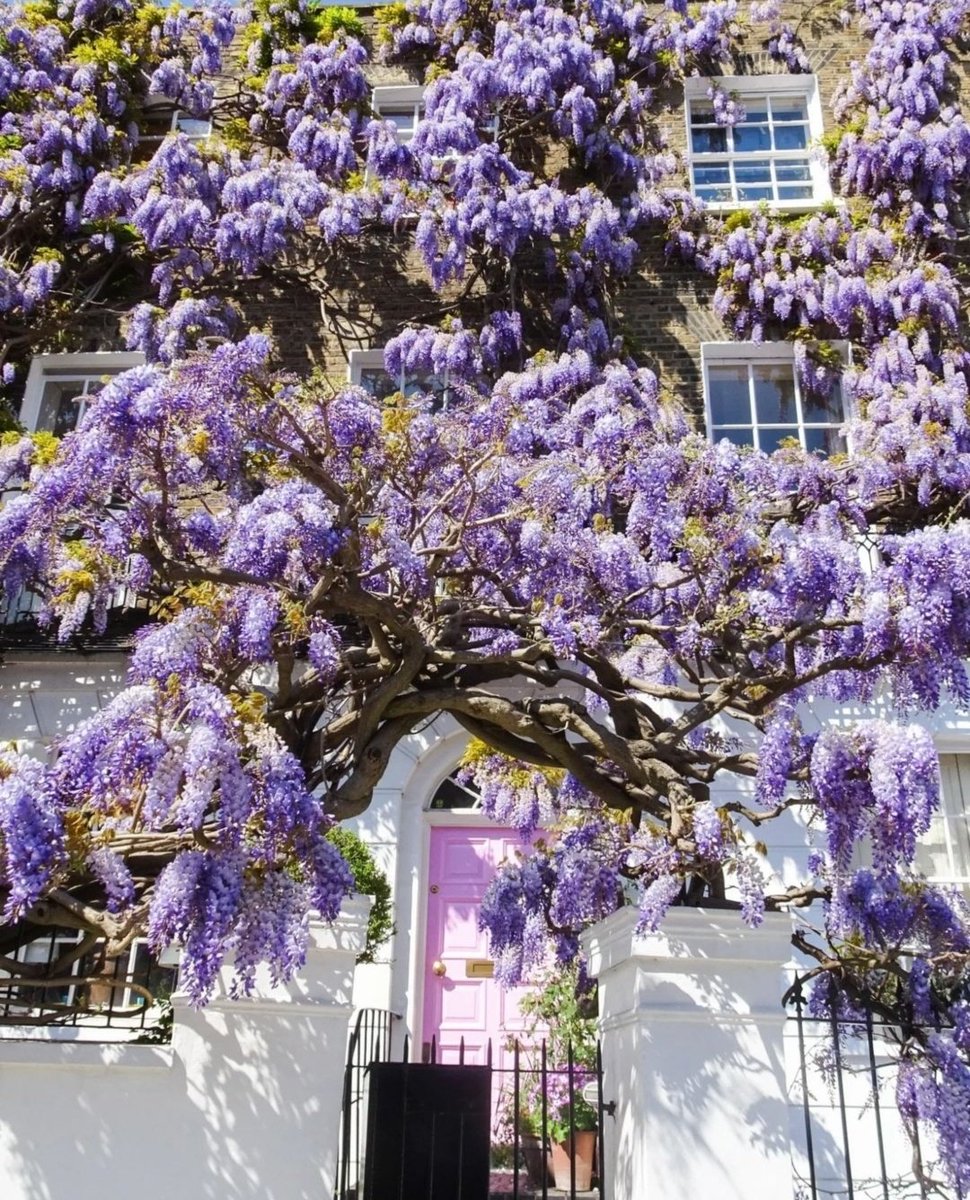 Miep51082958's tweet image. #SpringBeauty  #PurpleRain