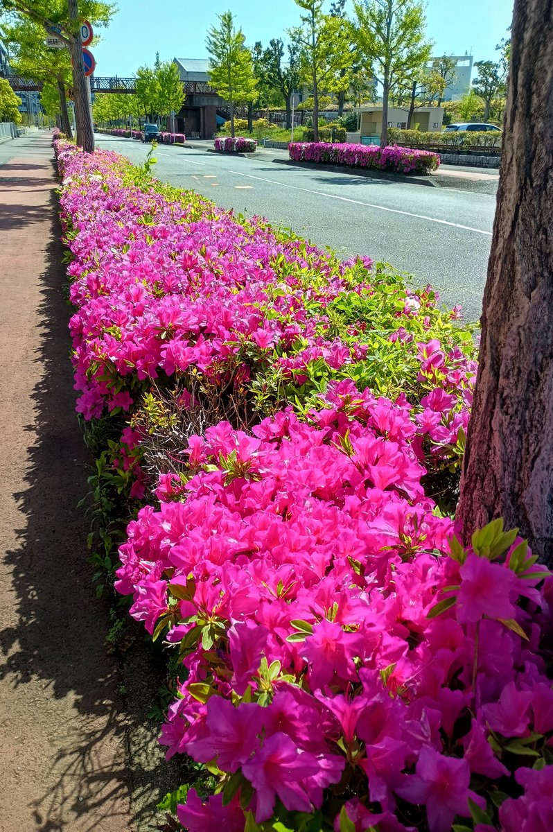 Kazumi Kaneko tweet media