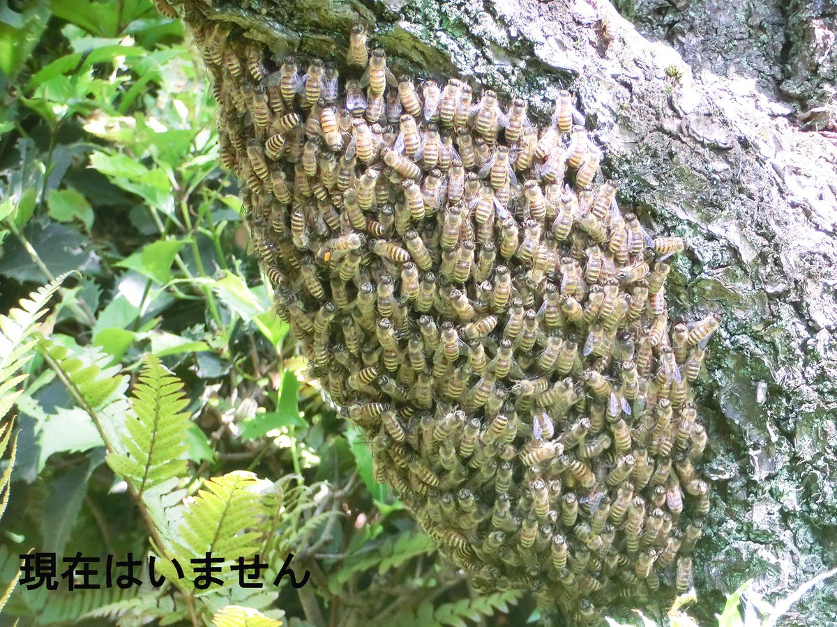 #新宿御苑 で“ハチのかたまり”を発見👀
じつはこれ、引っ越し中の #ニホンミツバチ です🐝
新しい巣が決まるまで、みんなでひと休み🏡数日ほどでいなくなります✨
見た目はびっくりですが、この時のミツバチは大人しくほとんど刺しません😌
もし見かけても、近づかずそっと見守ってくださいね🍯
#蜂球