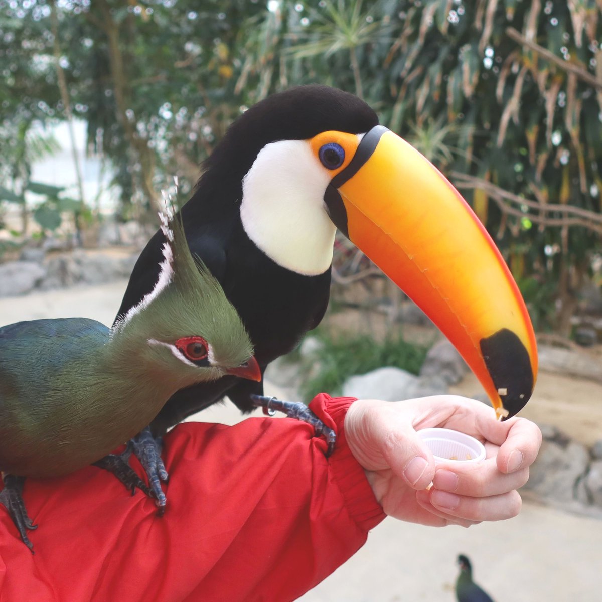 松江フォーゲルパーク tweet media