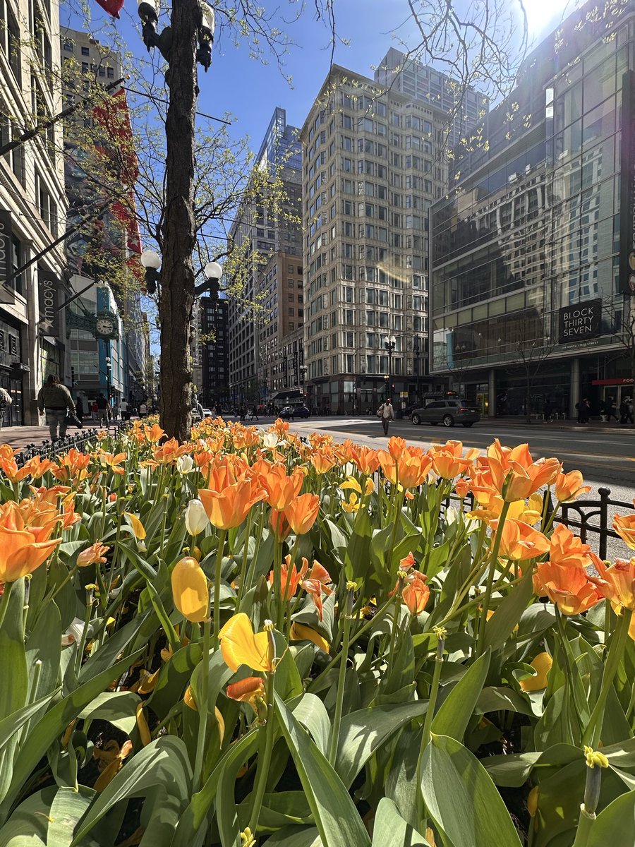 1980Bvchi's tweet image. Tulip season in Chicago.  We do landscaping right.

#Chicago
#Tulip 
#Architecture