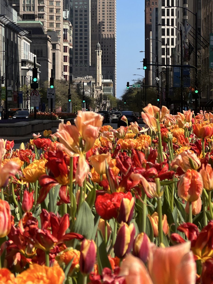 1980Bvchi's tweet image. Tulip season in Chicago.  We do landscaping right.

#Chicago
#Tulip 
#Architecture