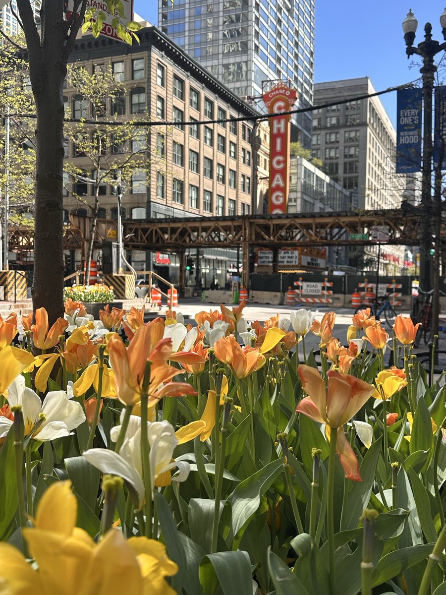 1980Bvchi's tweet image. Tulip season in Chicago.  We do landscaping right.

#Chicago
#Tulip 
#Architecture