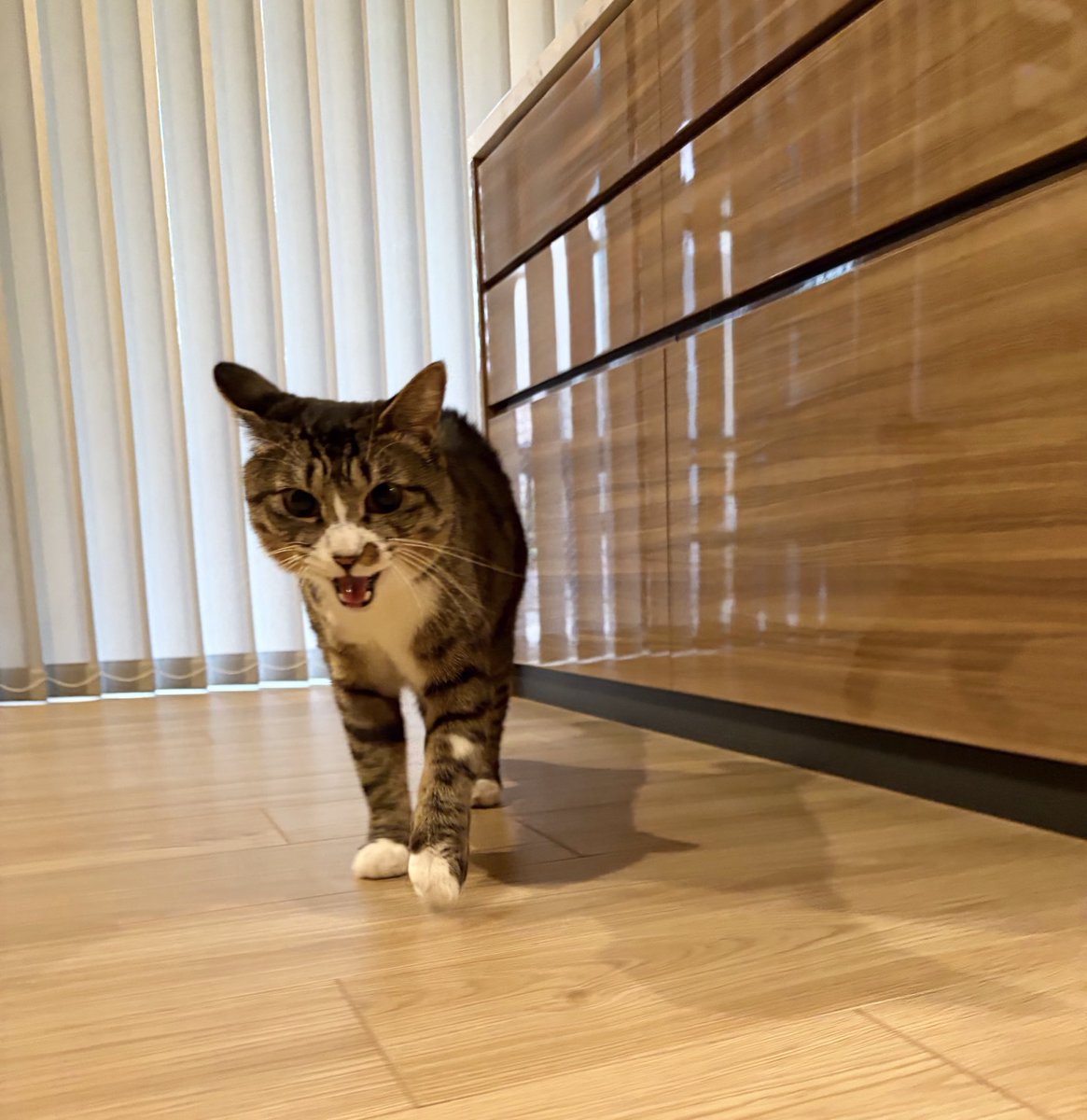 藤 あや子🐾 tweet media